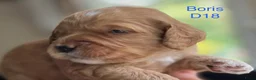 Australian Labradoodle honden te koop: Medium Australian Labradoodle puppy's - Advertentie 9