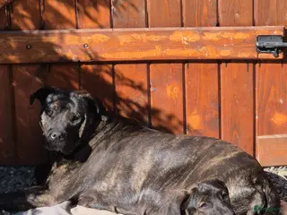 Kruising honden Presa Canario pup - Advertentie 1