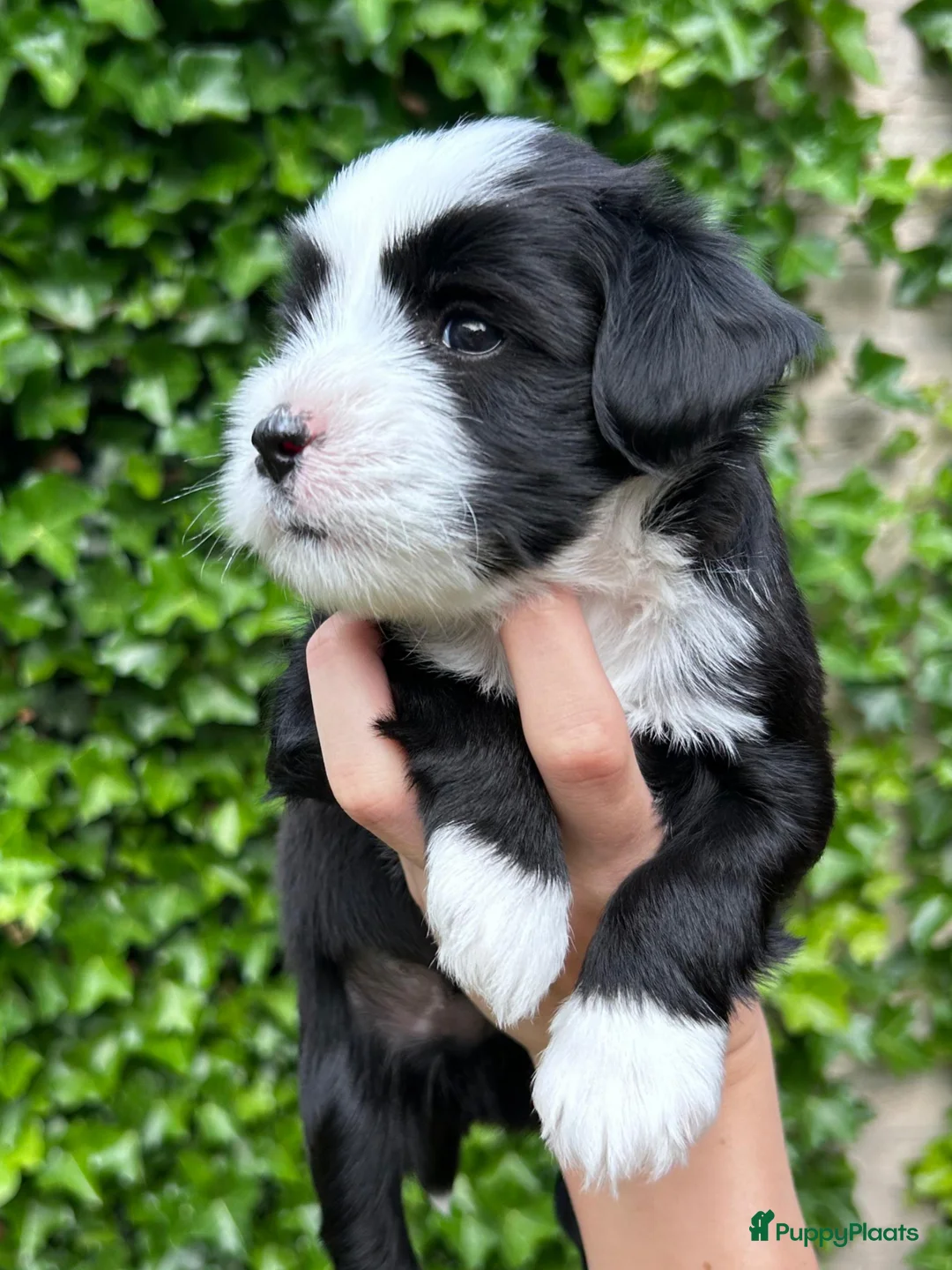 Tibetaanse Terriër honden te koop: Tibetaanse Terriër reutje beschikbaar  - Advertentie 1