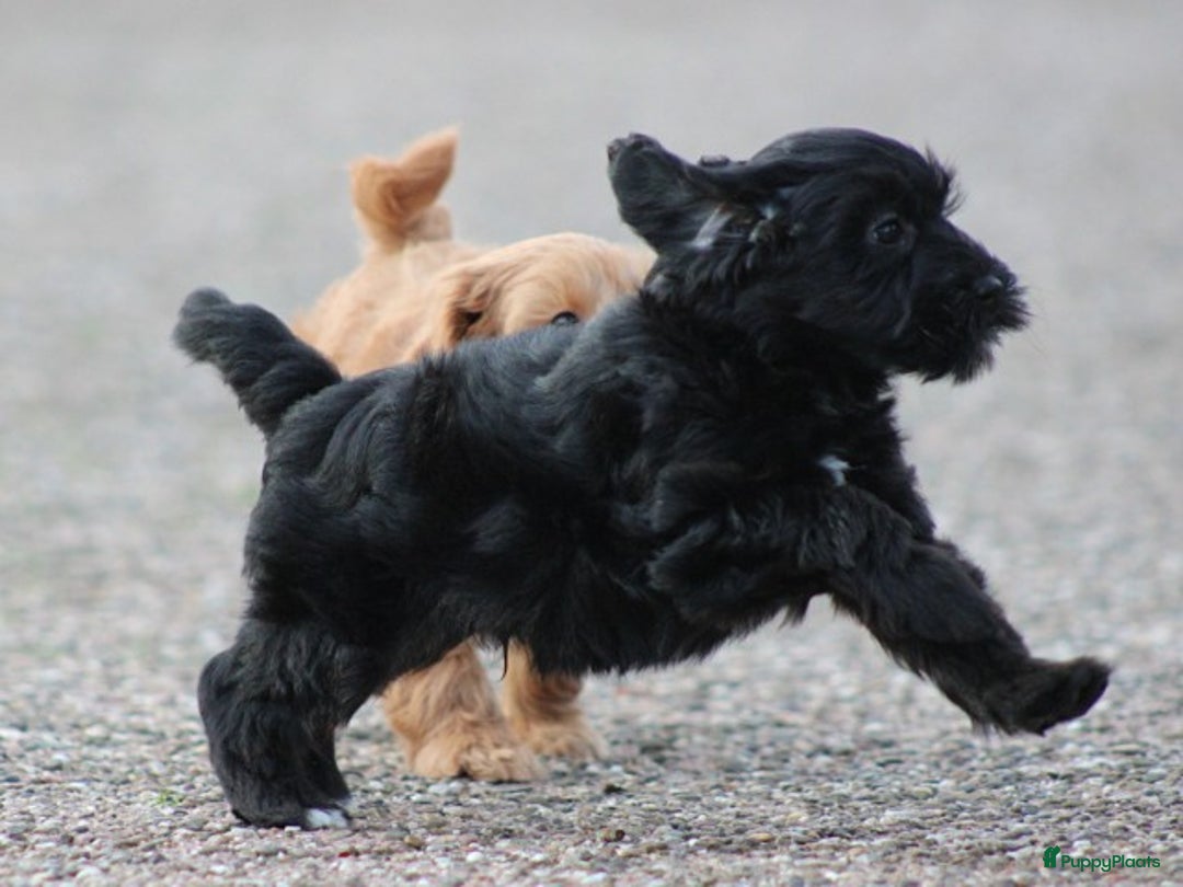 Kruising honden te koop: Minidoodle pups - Advertentie 9