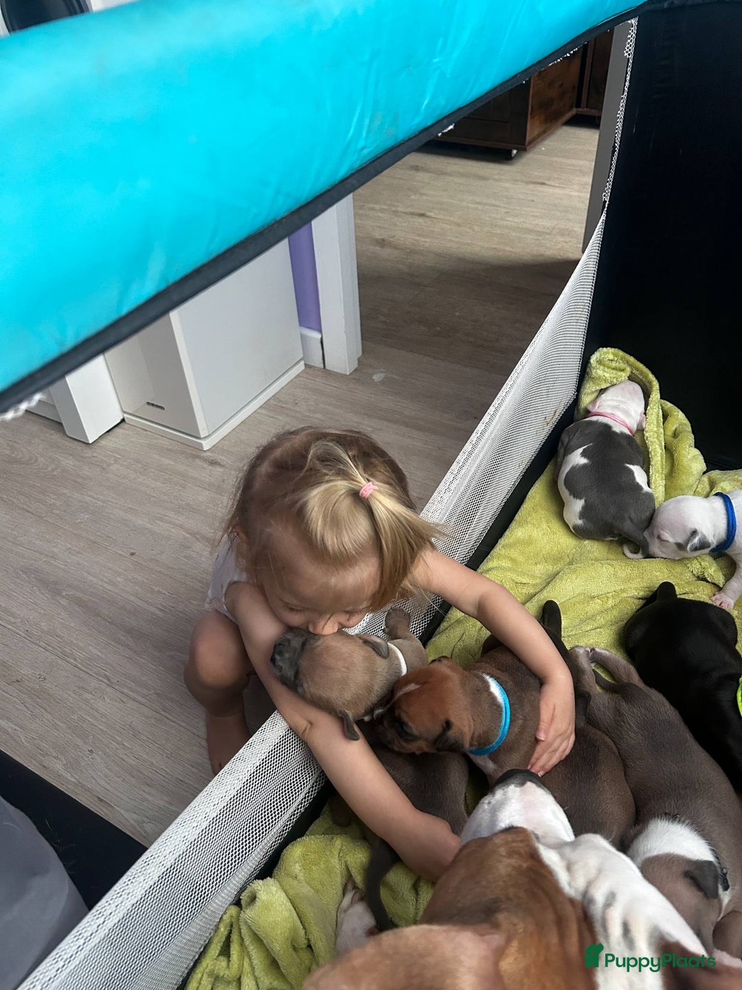 American Staffordshire Terriër honden te koop: american staffordshire terrier for sale in Veen - Afbeelding 1