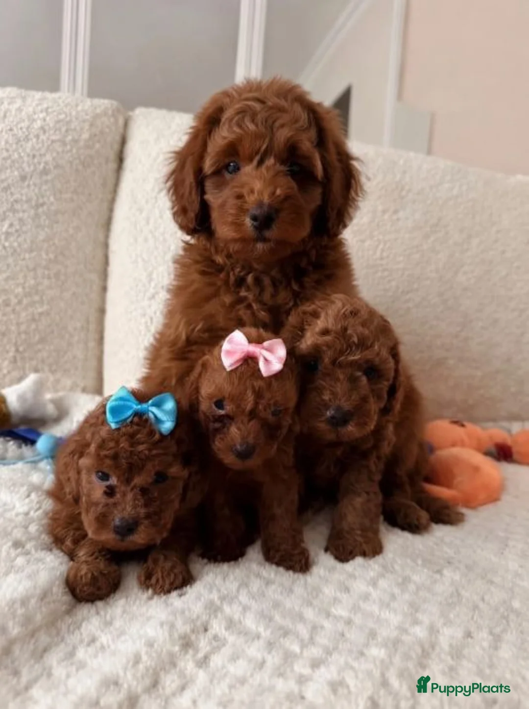 Poedel Toy honden te koop: Deze Toy Poedel pups - Advertentie 4