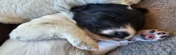Kruising honden te koop: Leuke medium doodle pups zoeken gouden mandje! - Advertentie 3