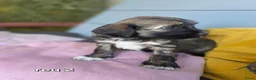 Tibetaanse Terriër honden te koop: Tibetaanse terriër pups met FCI stamboom - Advertentie 30