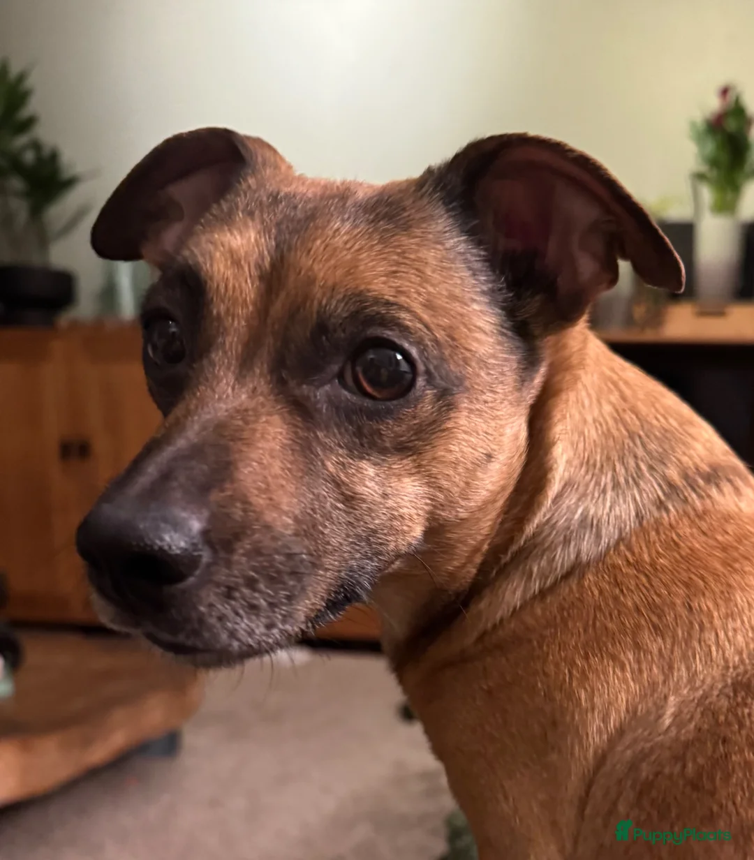 Jack Russel Terriër honden te koop: *** Jack Russel Pups *** in Oud-Beijerland - Advertentie 2