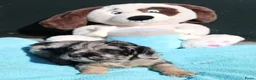 Kruising honden te koop: zeer bijzondere puppy's franse bulldog x toypoedel - Advertentie 6