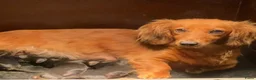 Teckel (langhaar) honden te koop: Langharige teckel pups - Advertentie 17