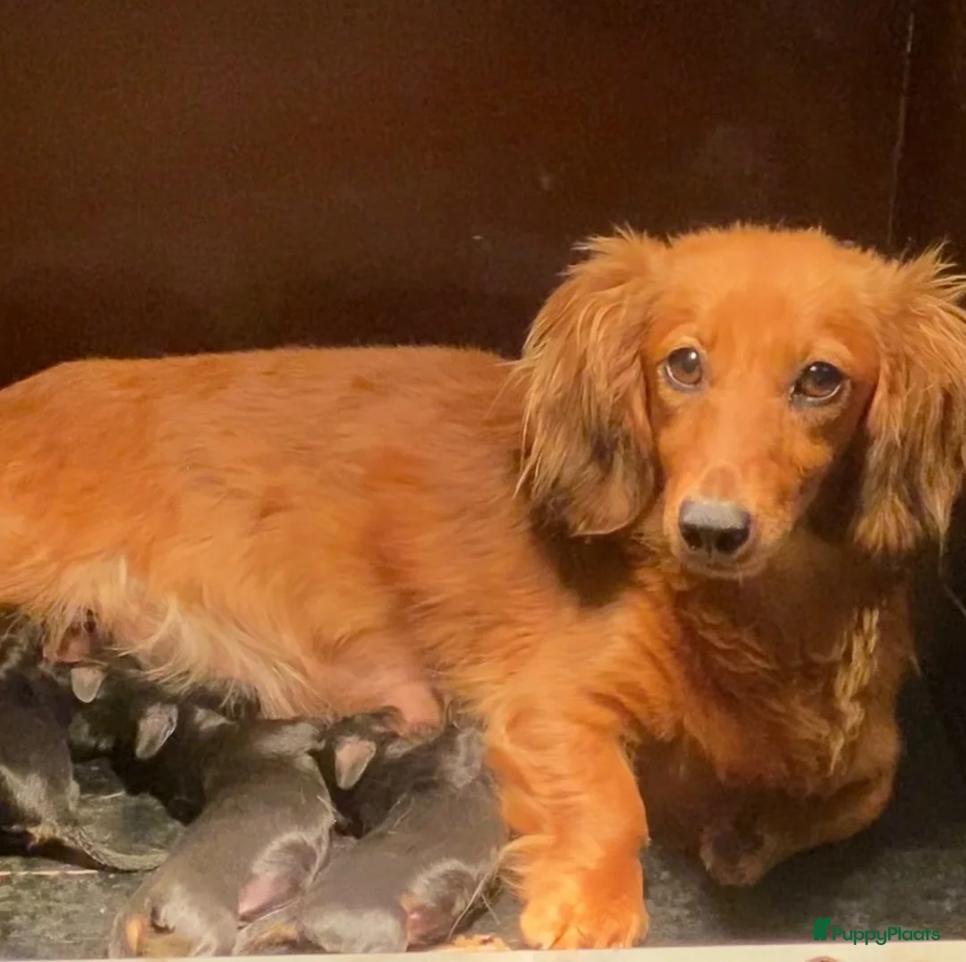 Teckel (langhaar) honden te koop: Langharige teckel pups - Advertentie 17