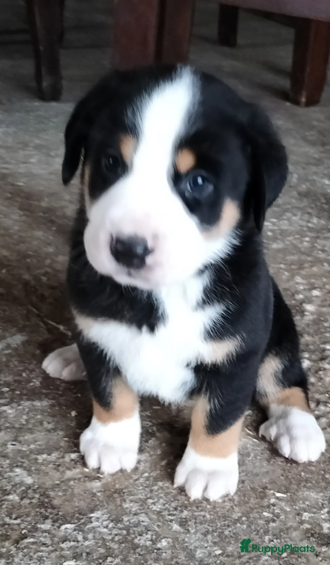 Grote Zwitserse Sennenhond honden te koop: Super leuke grote Zwitserse Sennen pups - Advertentie 8