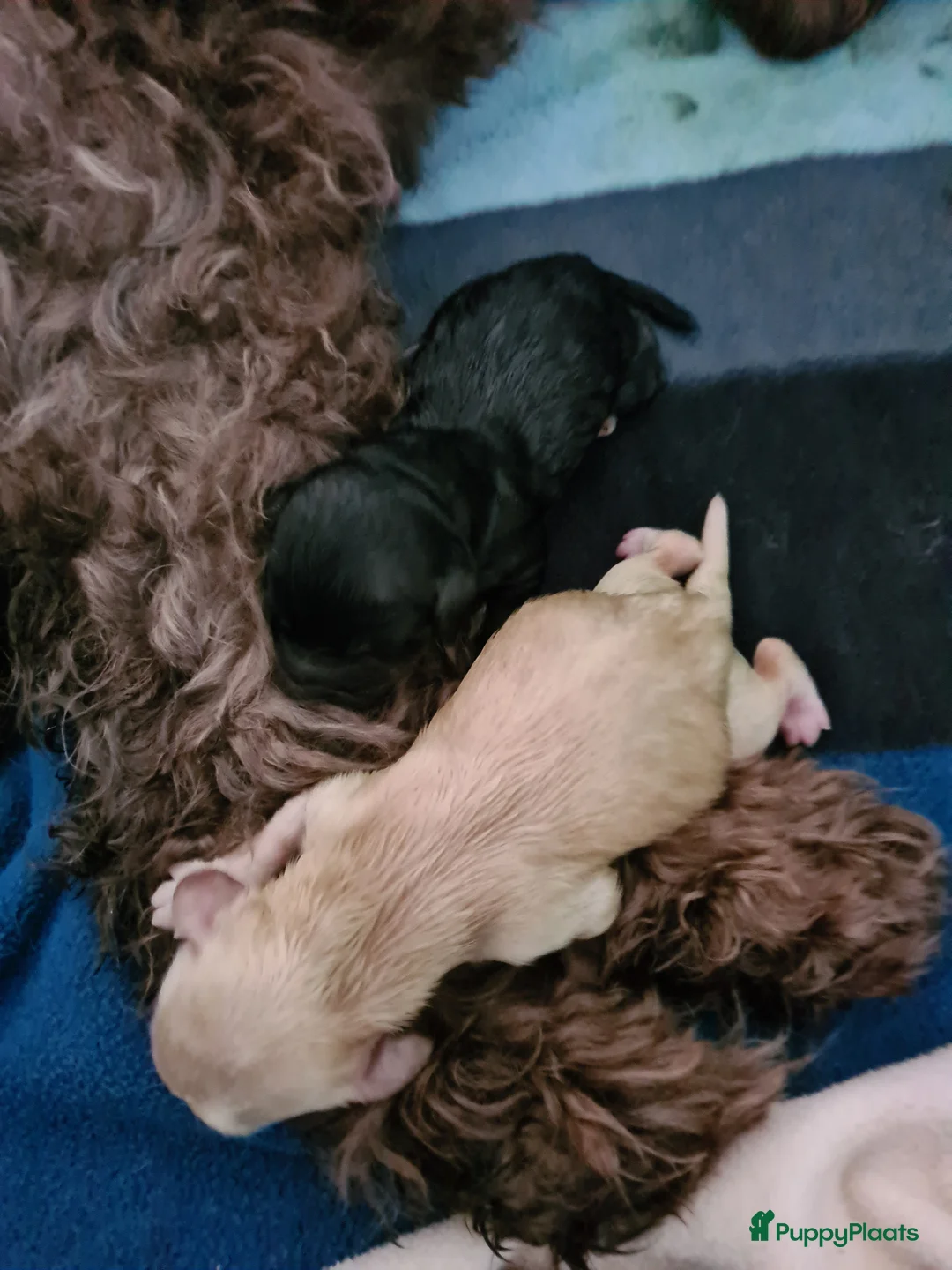 Cockapoo honden te koop: Cockapoo pups - Advertentie 6
