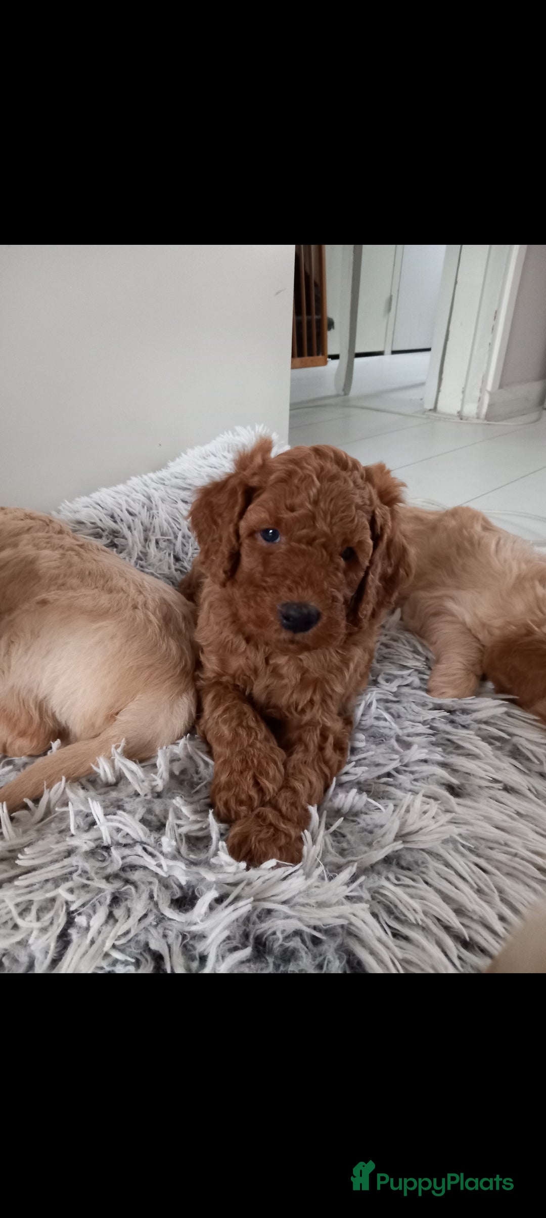 Kruising honden te koop: Prachtige Australian (halve) labradoodle puppies  - Advertentie 7