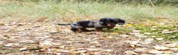 Teckel (langhaar) honden te koop: Teckel pups langhaar kleine dwerg - Advertentie 31