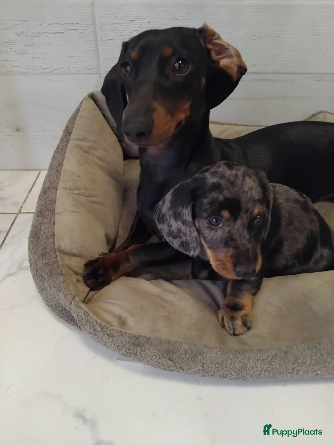 Dwergteckel honden te koop: 🐶 Prachtige Merle Dwergteckel Pups te Koop. - Advertentie 5
