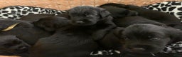 Kruising honden te koop: Puppy’s te koop – Labrador x Riesenschnauzer mix - Advertentie 20