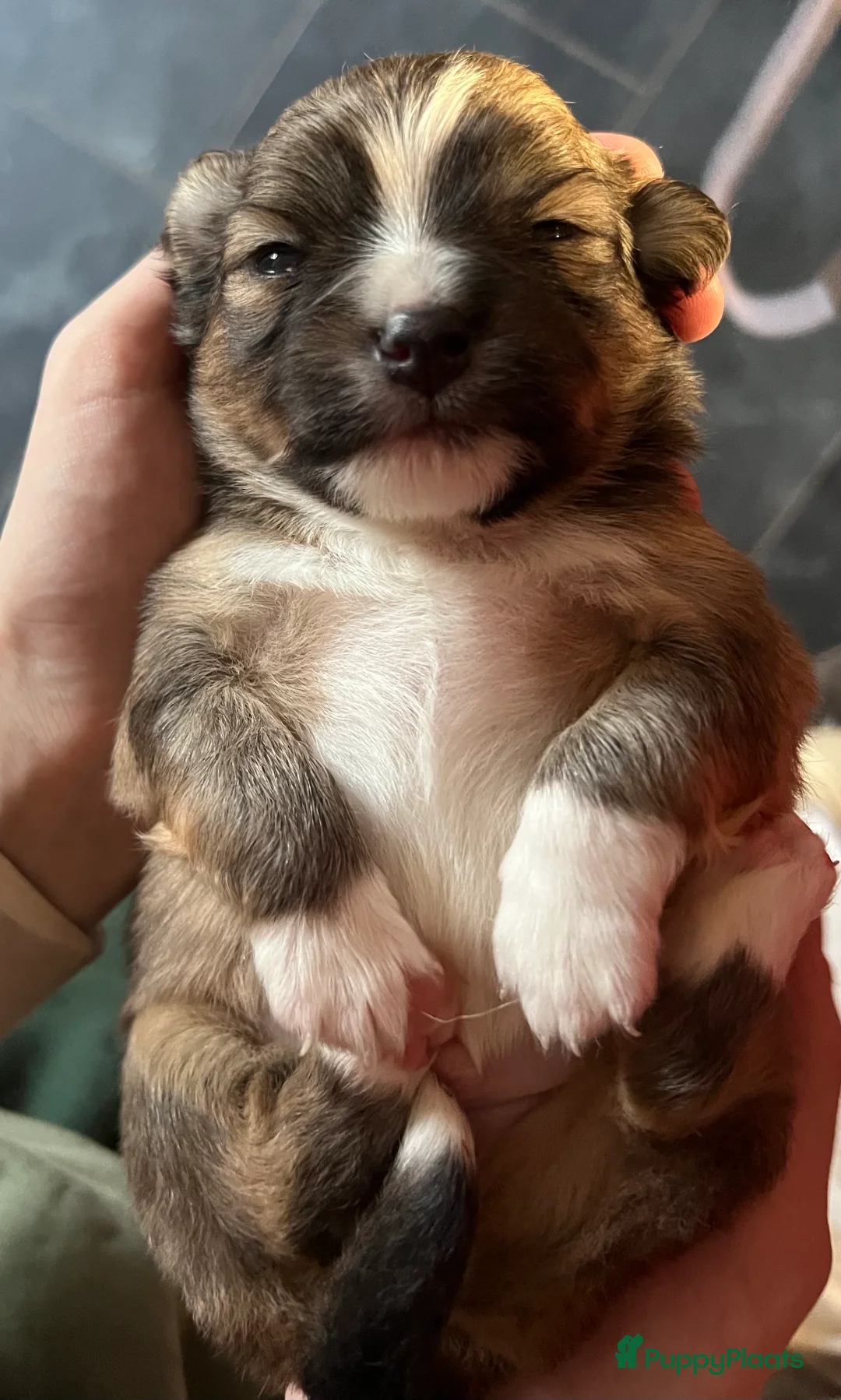 Pomchi honden te koop: Lieve Pomchi pups - Advertentie 2
