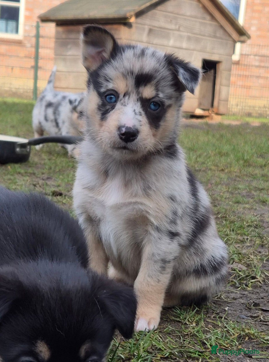 Kruising honden Australian shepherd x Pomsky (mini-aussie) - Advertentie 1