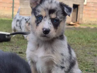 Kruising honden Australian shepherd x Pomsky (mini-aussie) - Advertentie 4