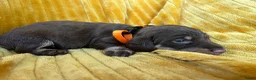 Ruwhaar Teckel honden te koop: Ruwharige teckel pups choco en tijger - Advertentie 5