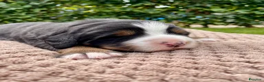 Berner Sennenhond 2