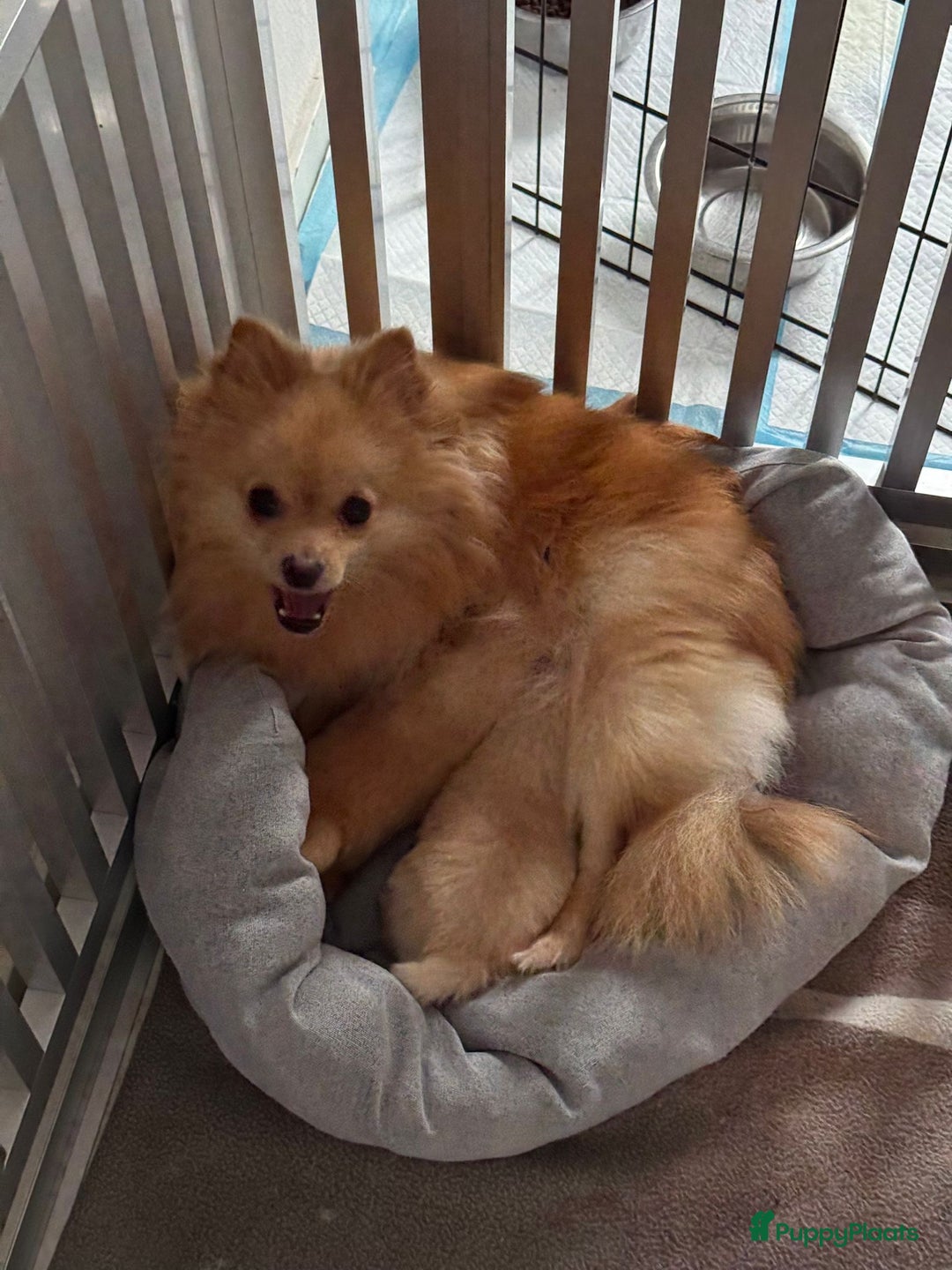 Pomeriaan honden te koop: Prachtige Pomeriaan pups  - Advertentie 7