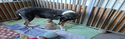 Schotse Herdershond korthaar honden te koop: Schotse herdershond korthaar pups - Advertentie 30