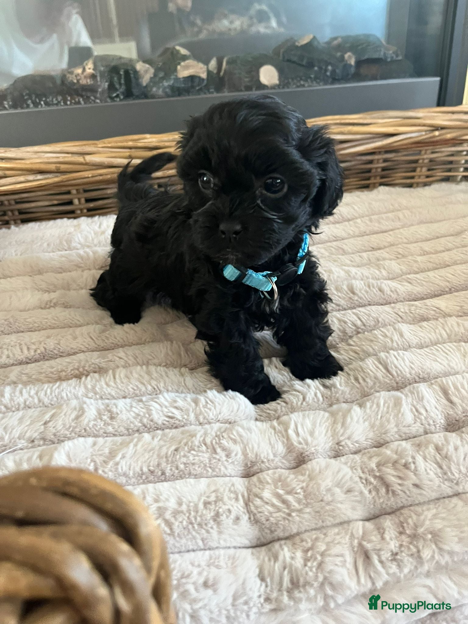 Maltipoo honden Maltipoo pups - Advertentie 4