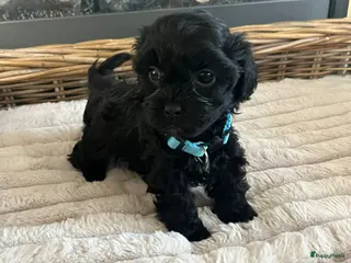 Maltipoo honden Maltipoo pups - Advertentie 4