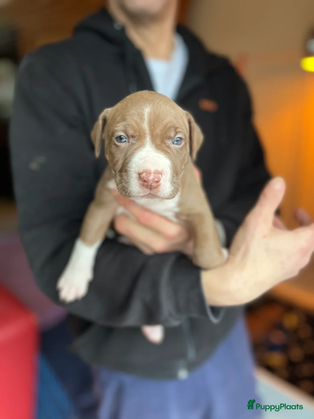 Kruising honden te koop: Pitbull x Amerikaanse Stafford  in Amersfoort - Advertentie 2