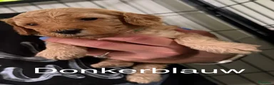 Labradoodle 4