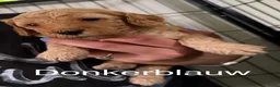 Labradoodle honden te koop: Nog 3 mooie reutjes zoeken een gouden mandje - Advertentie 9