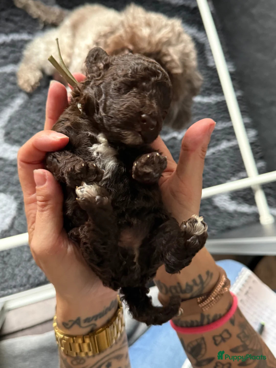 Kruising honden te koop: Prachtige hypoallergene pups te reserven - Advertentie 2
