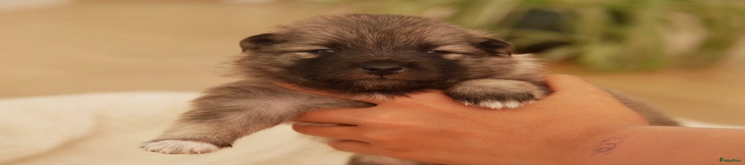 Keeshond Puppy 1