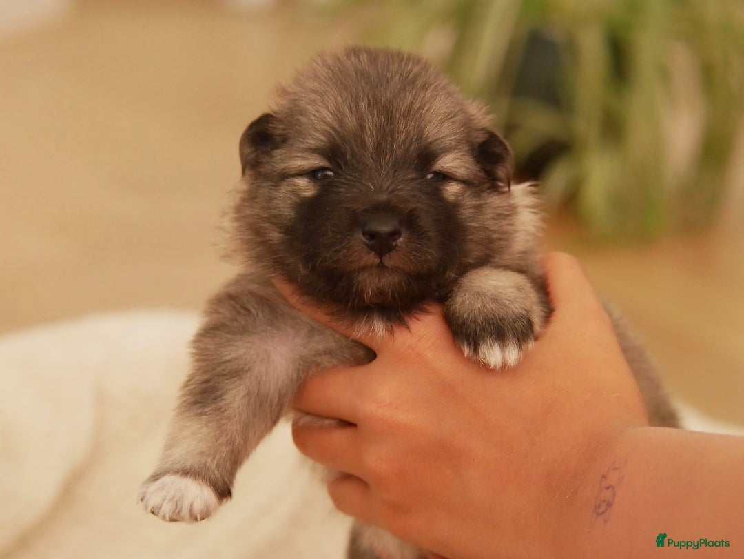 Keeshond honden te koop: Kruising Keeshond X Japanse Spits - Afbeelding 9