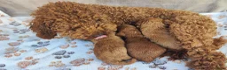 Poedel Toy honden te koop: Poedel toy puppy's  - Advertentie 8