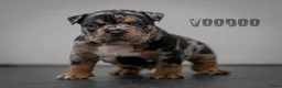 Amerikaanse Bully honden te koop: American Bully pocket pups verwacht  in Amsterdam - Advertentie 13