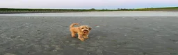 Labradoodle honden te koop: Labradoodle pups te koop! - Advertentie 2