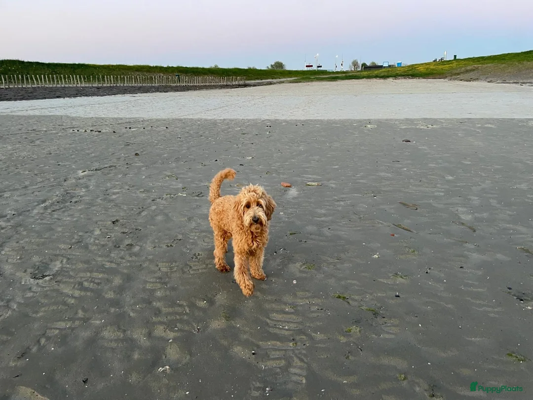 Labradoodle honden te koop: Labradoodle pups te koop! - Advertentie 2