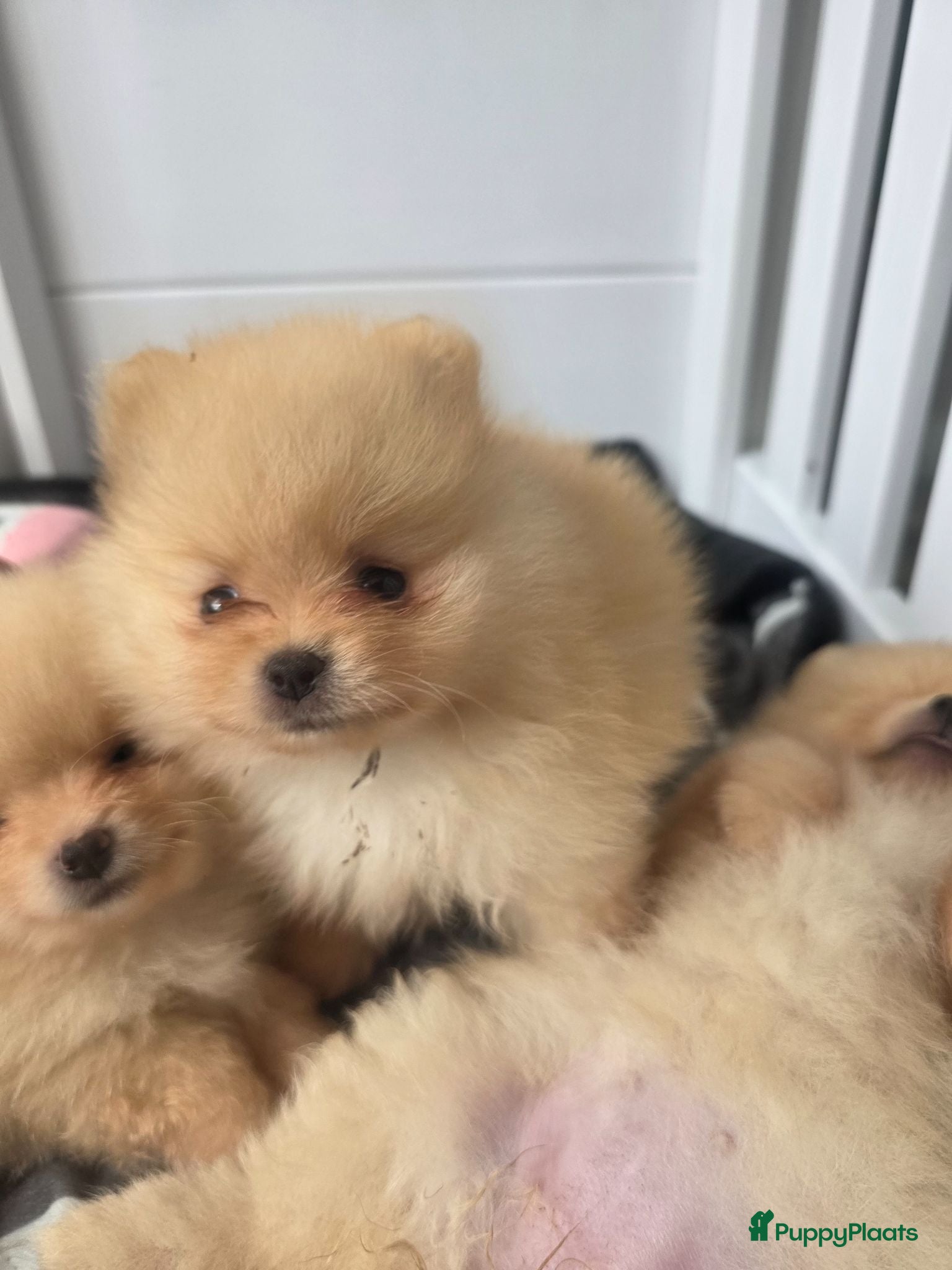 Pomeriaan honden Schattige Pommeriaan Puppy's  - Advertentie 1