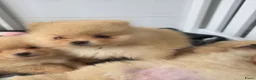 Pomeriaan honden te koop: Schattige Pommeriaan Puppy's  - Advertentie 1