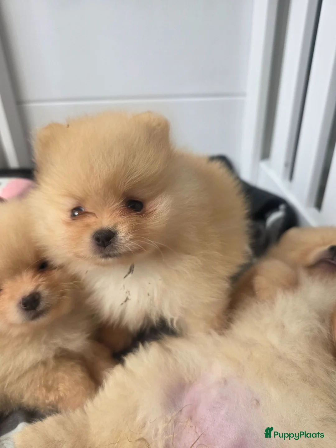 Pomeriaan honden te koop: Schattige Pommeriaan Puppy's  - Advertentie 1