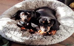 Teckel (korthaar)  honden te koop: Kortharige dwerg teckel  in Kesteren - Afbeelding 10