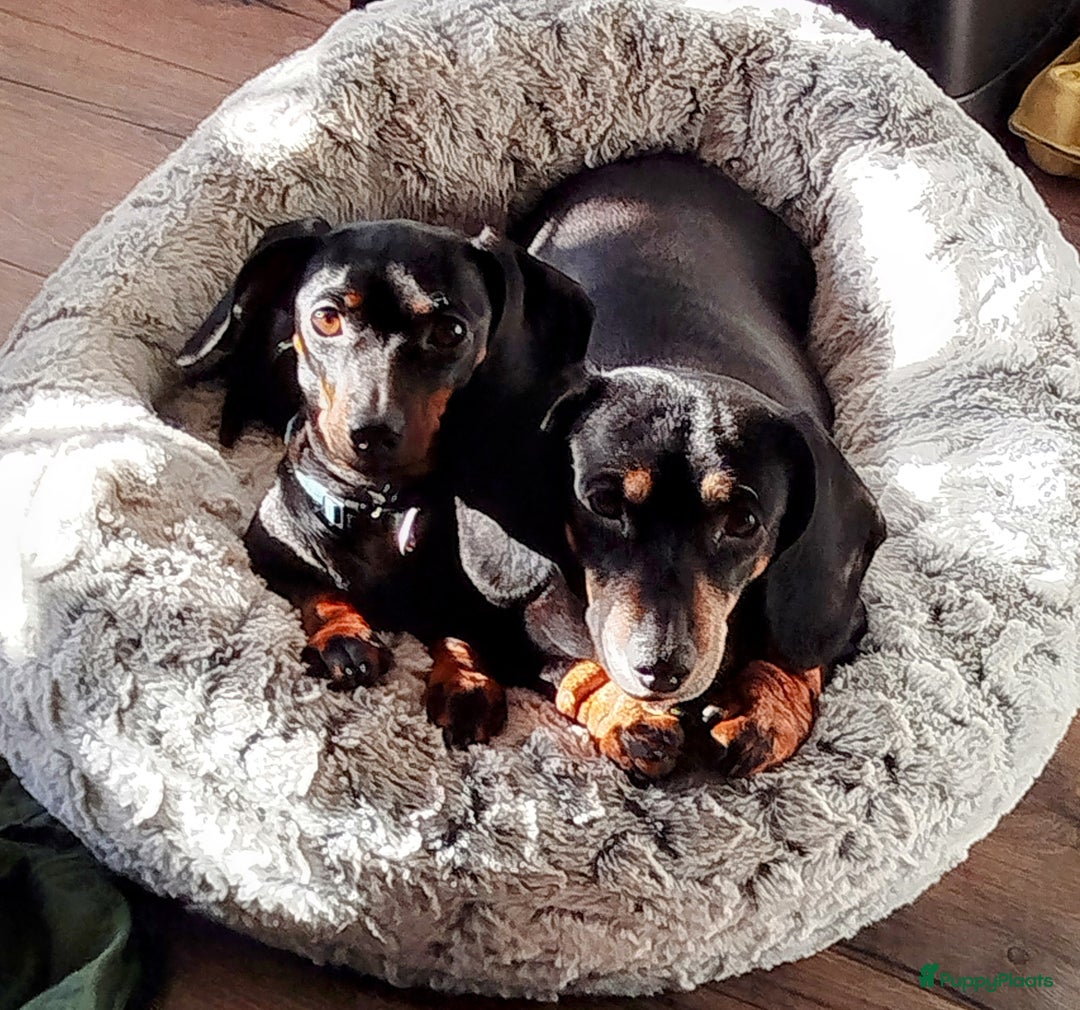 Teckel (korthaar)  honden te koop: Kortharige dwerg teckel  in Kesteren - Afbeelding 10