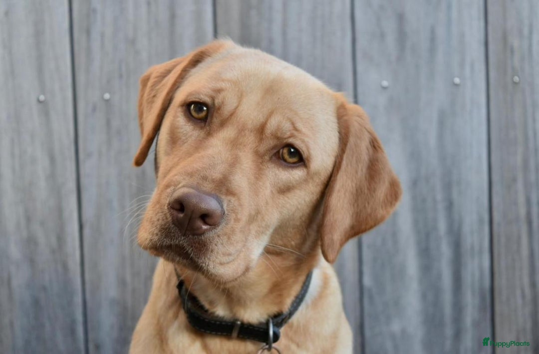 Labrador Retriever honden te koop: Labrador pups - Advertentie 9