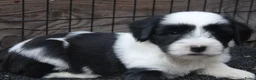 Tibetaanse Terriër honden te koop: Tibetaanse terrier pups  - Advertentie 4