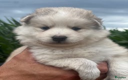 Pomsky honden te koop: Prachtige pomsky pups - Afbeelding 5