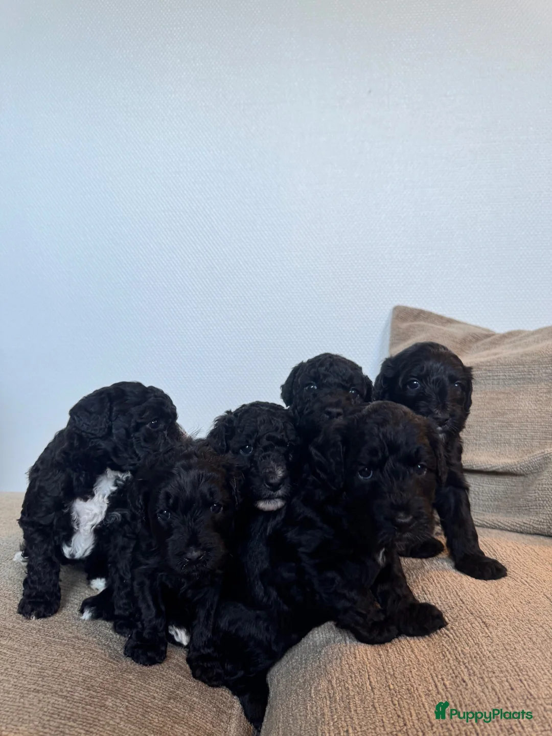 Labradoodle honden te koop: Medium Labradoodle puppy's - Advertentie 2