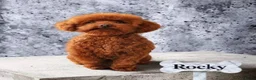 Labradoodle honden te koop: Inschrijving geopend!! Prachtige Toypoedels - Advertentie 8