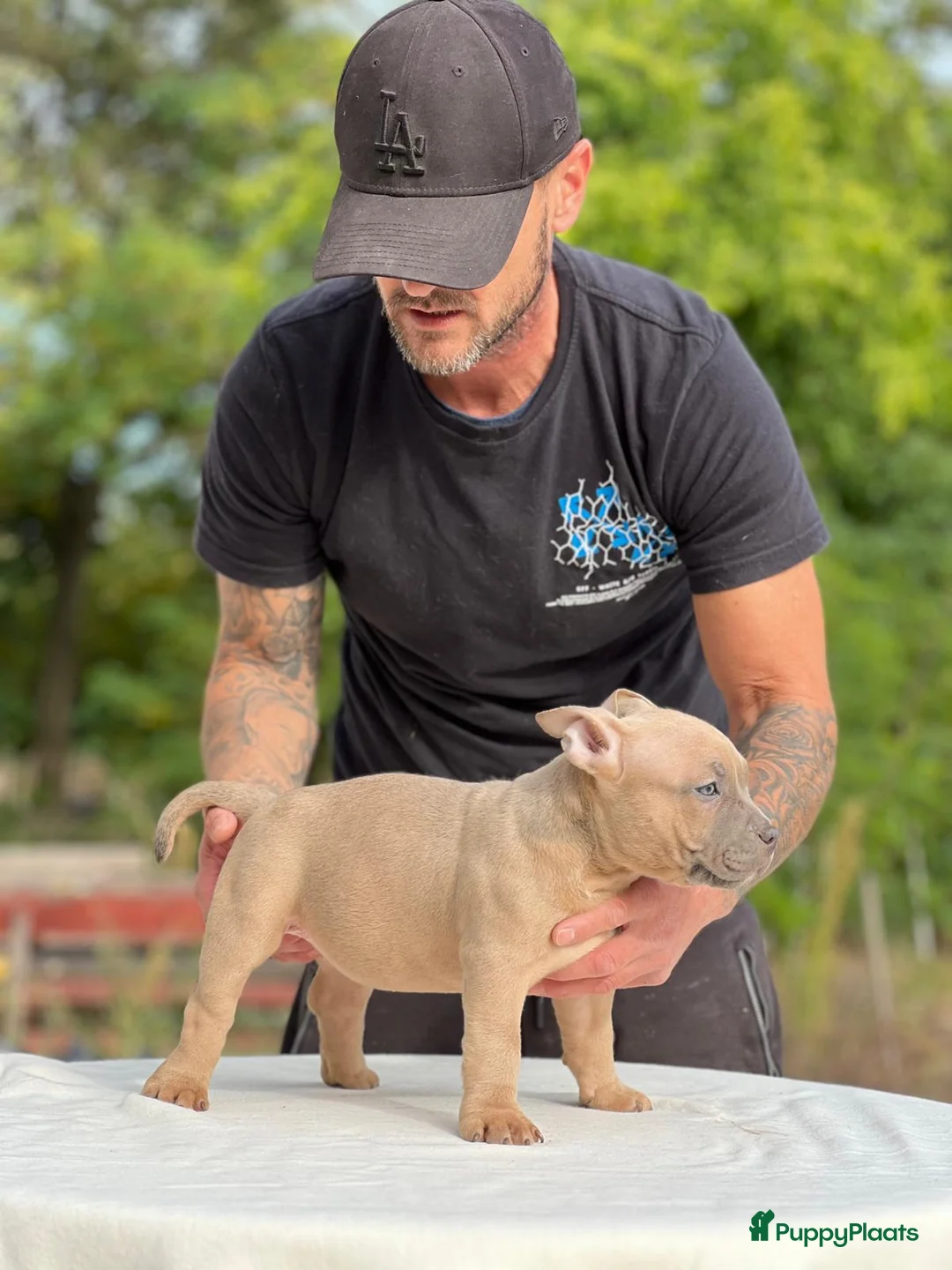 Amerikaanse Bully honden te koop: Amerikaanse bully pocket - Advertentie 5