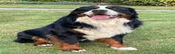 Kruising honden te koop: Boulab pups - Advertentie 2