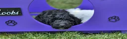 Spaanse Waterhond honden te koop: Spaanse Waterhond pups geboren Bruin, Zwart & Bont - Advertentie 3
